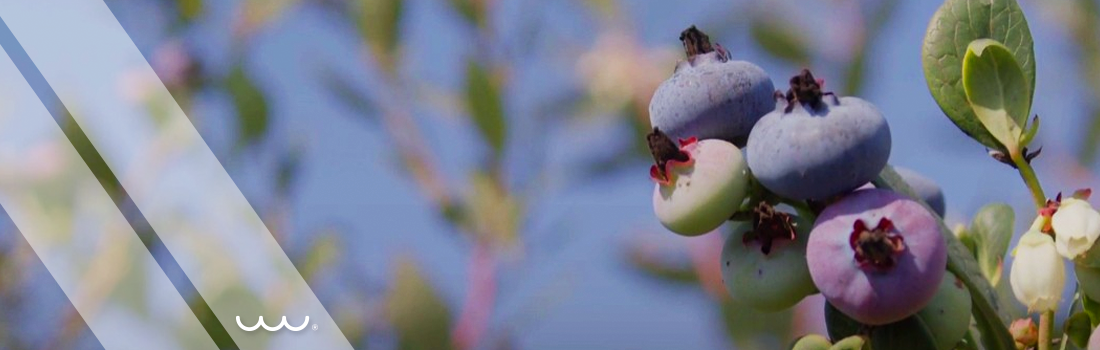 Proyecto Santa Azul (segunda fase)