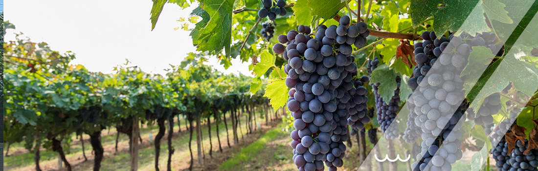 Proyecto Contenedor Perú